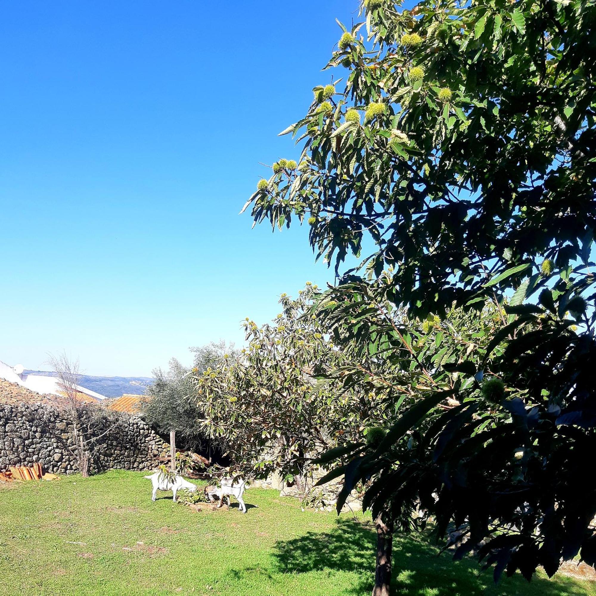 Solar Dos Carvalhos Bed & Breakfast Sernancelhe Oda fotoğraf